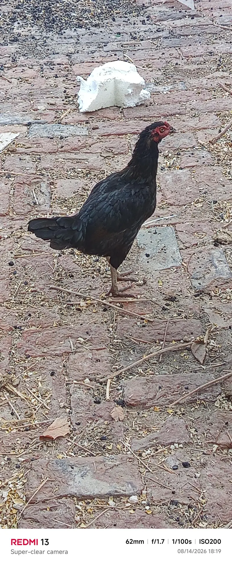 Aseel or desi hens for sale — photo 4