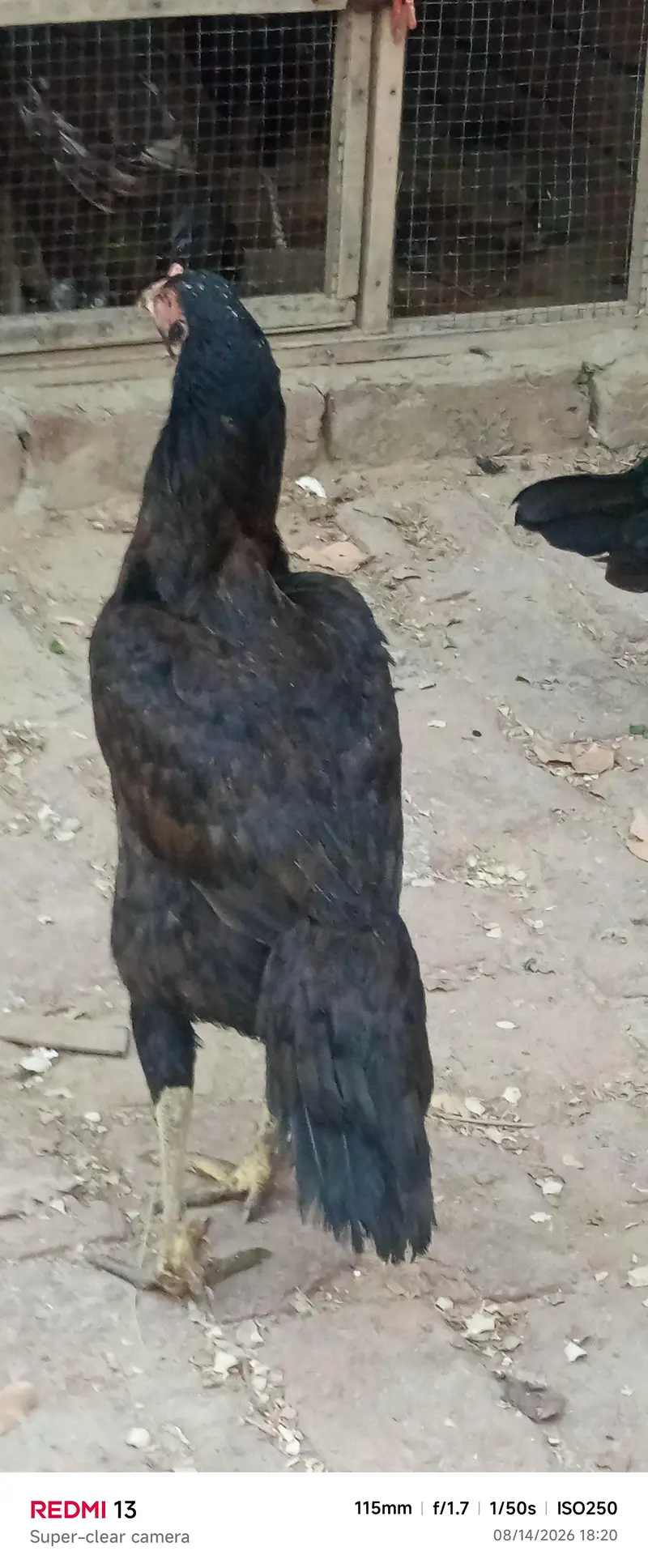 Aseel or desi hens for sale — photo 5