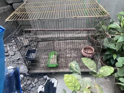 Bird cage
