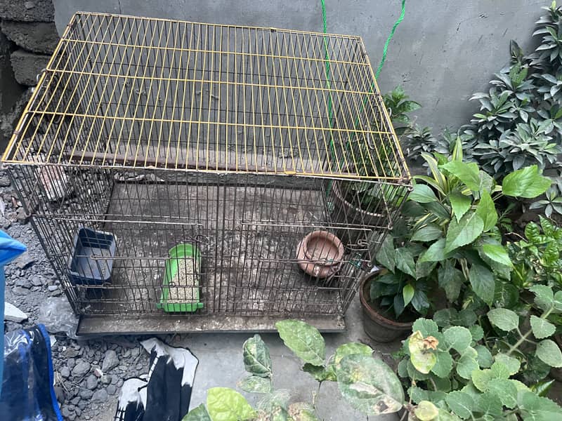 Bird cage 1