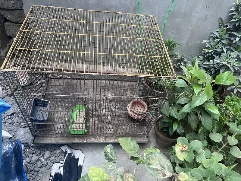 Bird cage — photo 2
