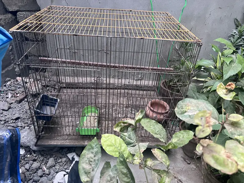 Bird cage — photo 3