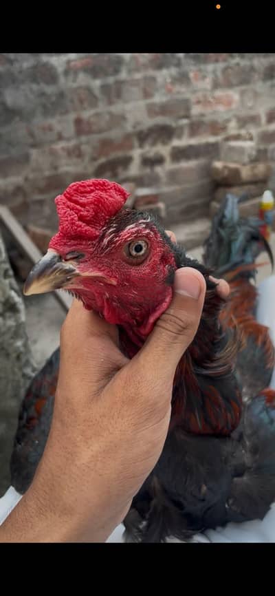 Bumi aseel for sale