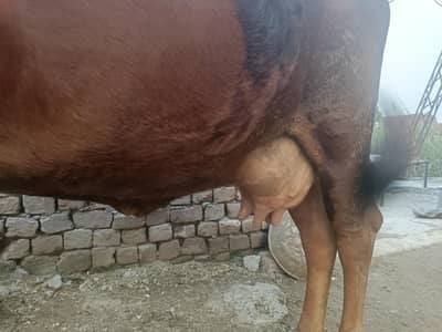 Cow jersey cross 10 bad Sony wali Hy