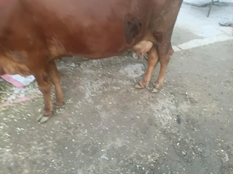 Cow jersey cross 10 bad Sony wali Hy — photo 2