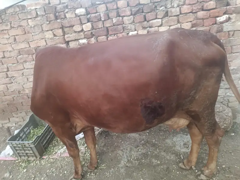 Cow jersey cross 10 bad Sony wali Hy — photo 3