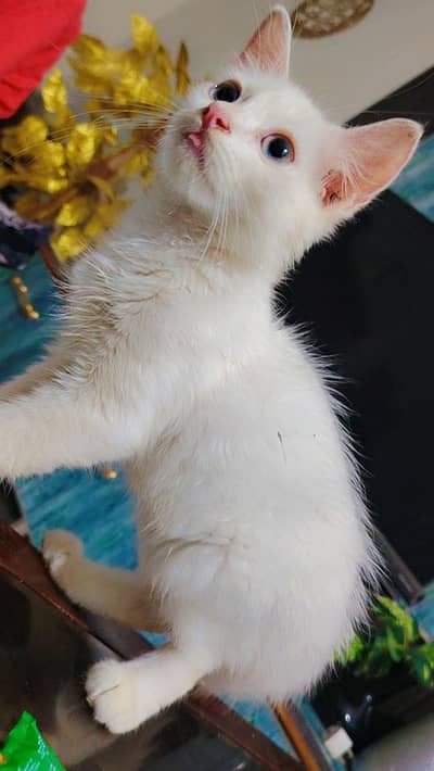 pure white Persian cat
