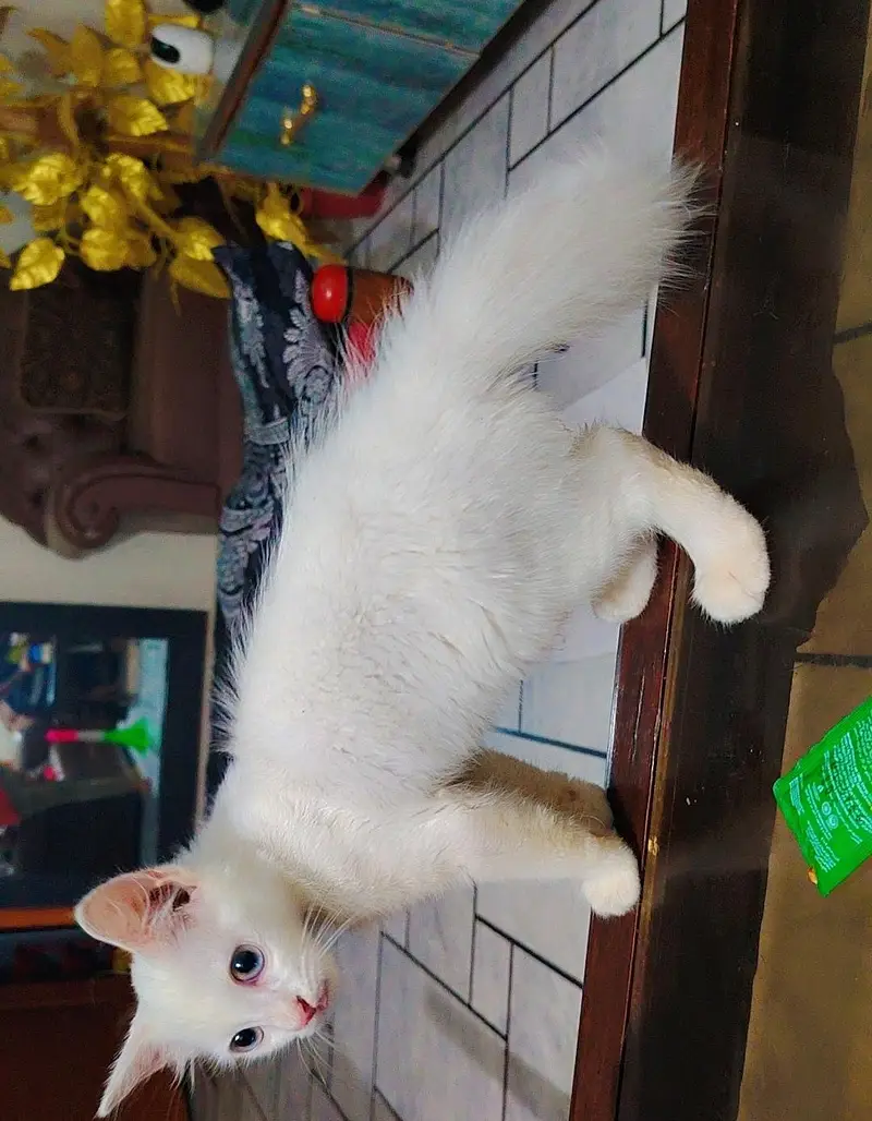 pure white Persian cat 2 coated — photo 2