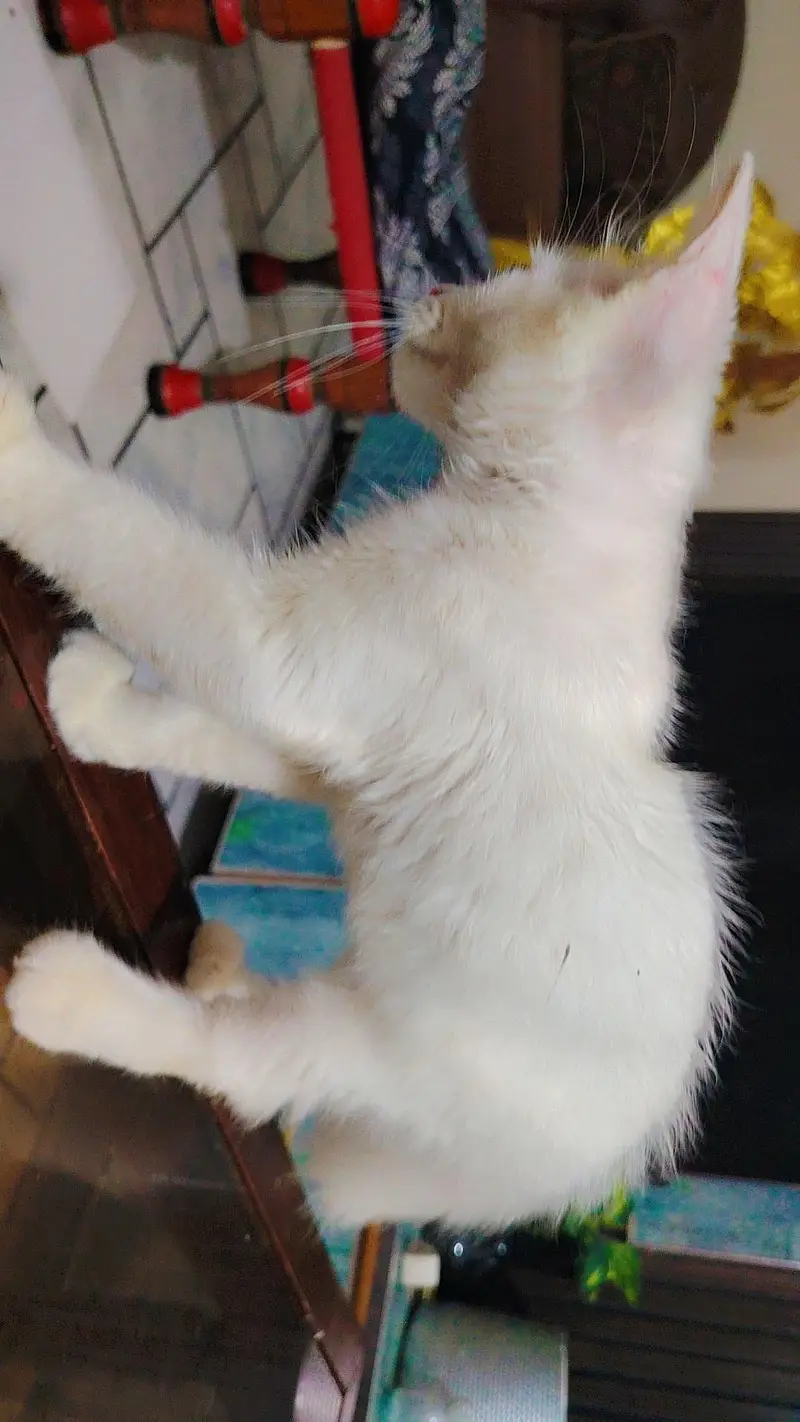 pure white Persian cat 2 coated — photo 3