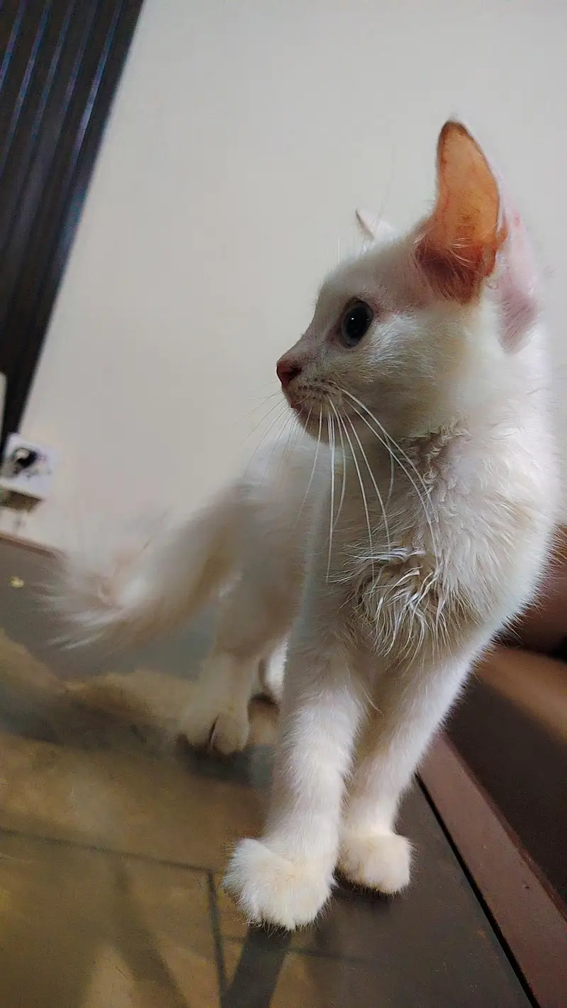 pure white Persian cat 2 coated — photo 4