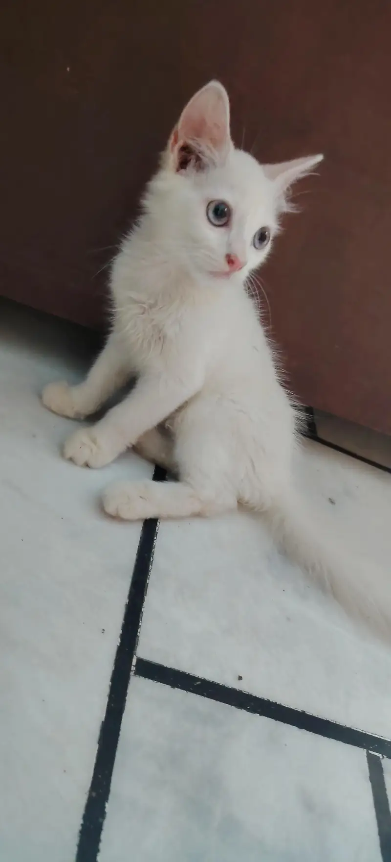 pure white Persian cat 2 coated — photo 5