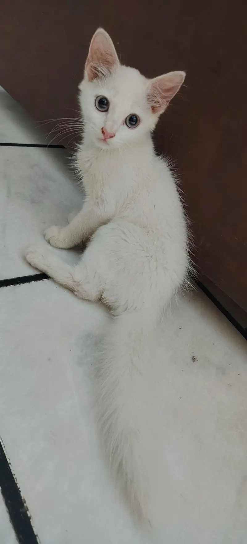 pure white Persian cat 2 coated — photo 6