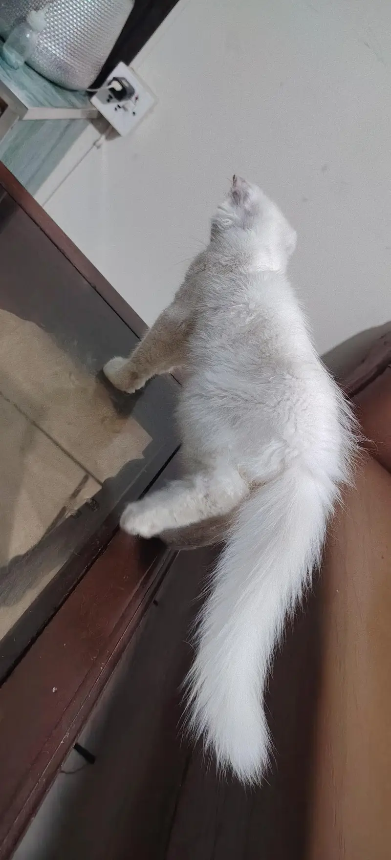 pure white Persian cat 2 coated — photo 7