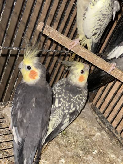Different Parrots For sale