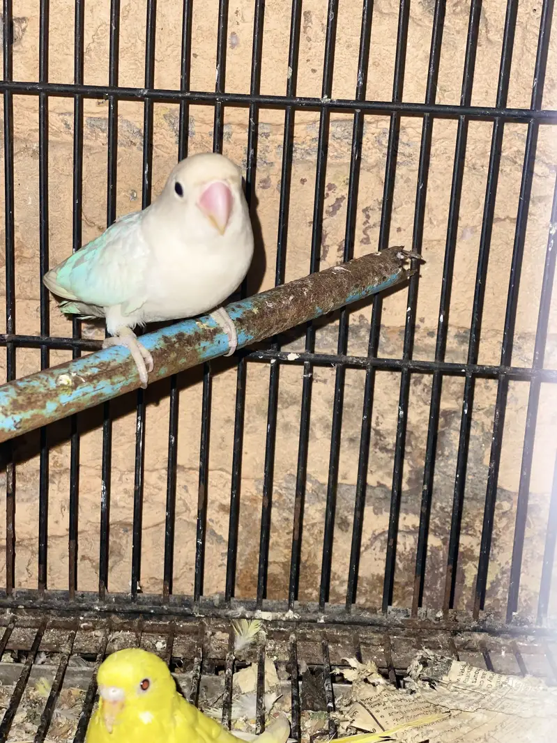 Different Parrots For sale — photo 2