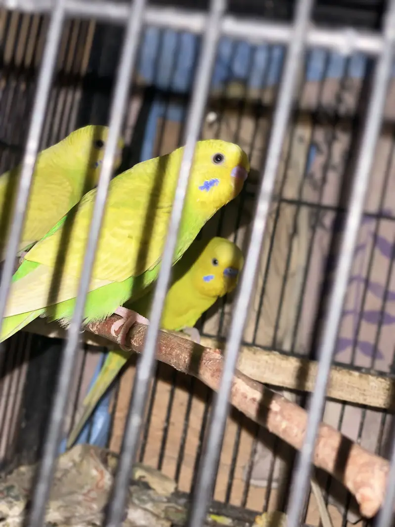 Different Parrots For sale — photo 3