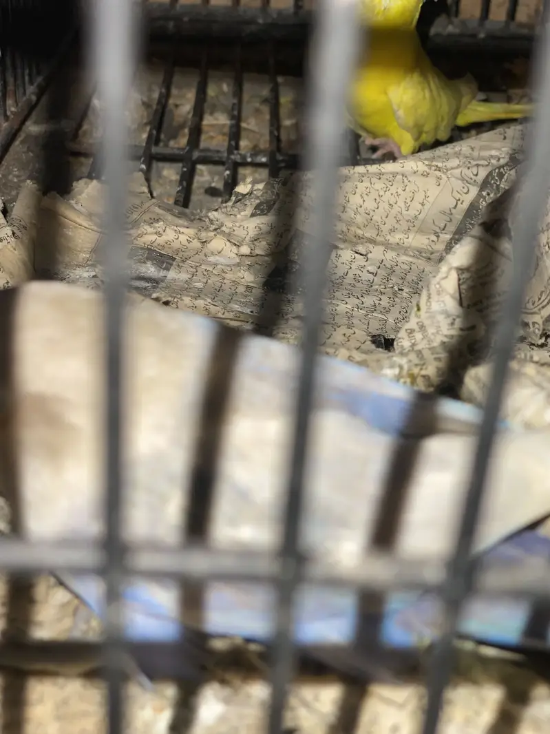 Different Parrots For sale — photo 4