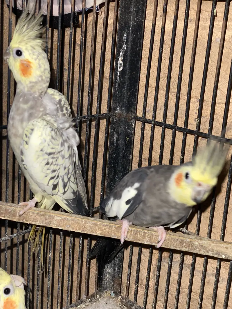 Different Parrots For sale — photo 5