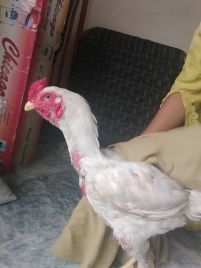 Thai Cross Heera Aseel Murgha for Sale   Thai Cross Heera Aseel murg