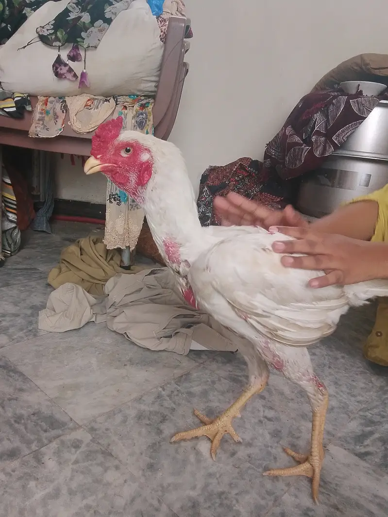 Thai Cross Heera Aseel Murgha for Sale   Thai Cross Heera Aseel murg — photo 2