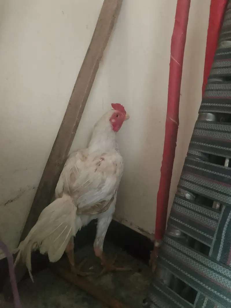 Thai Cross Heera Aseel Murgha for Sale   Thai Cross Heera Aseel murg — photo 3