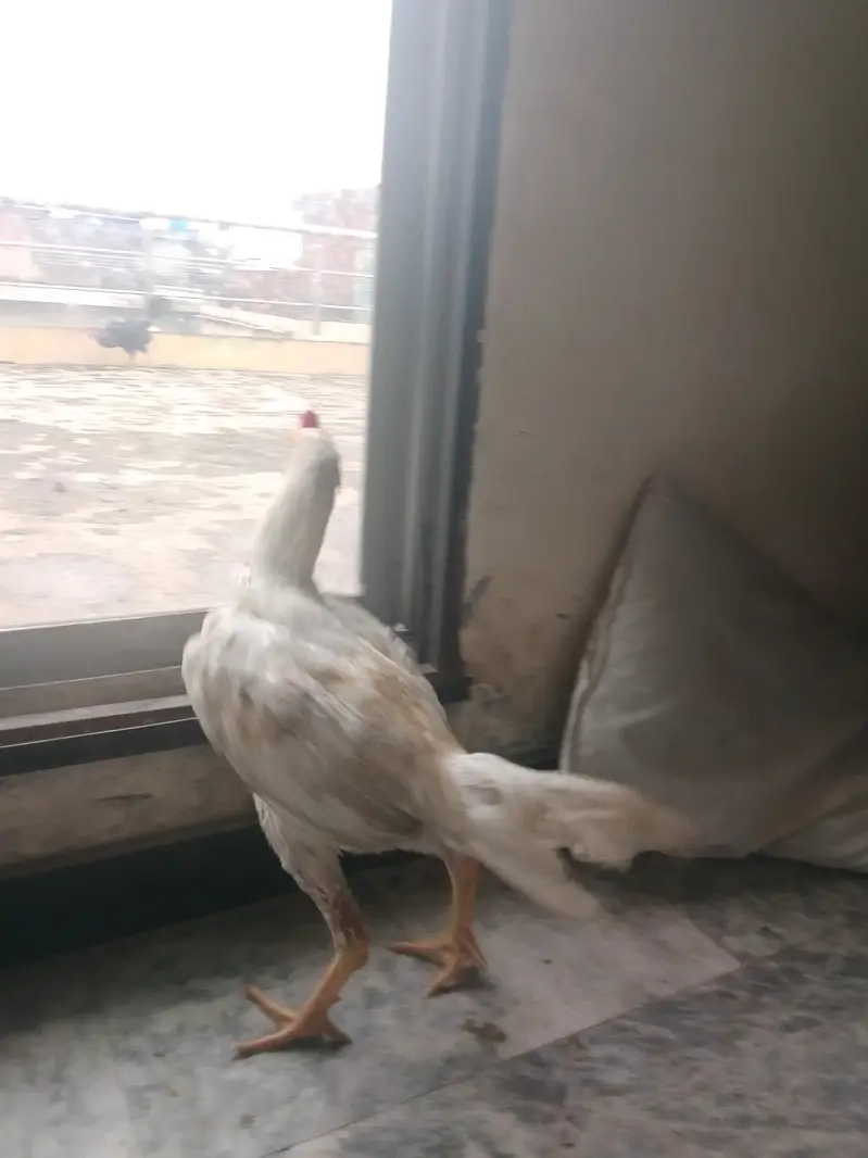 Thai Cross Heera Aseel Murgha for Sale   Thai Cross Heera Aseel murg — photo 4