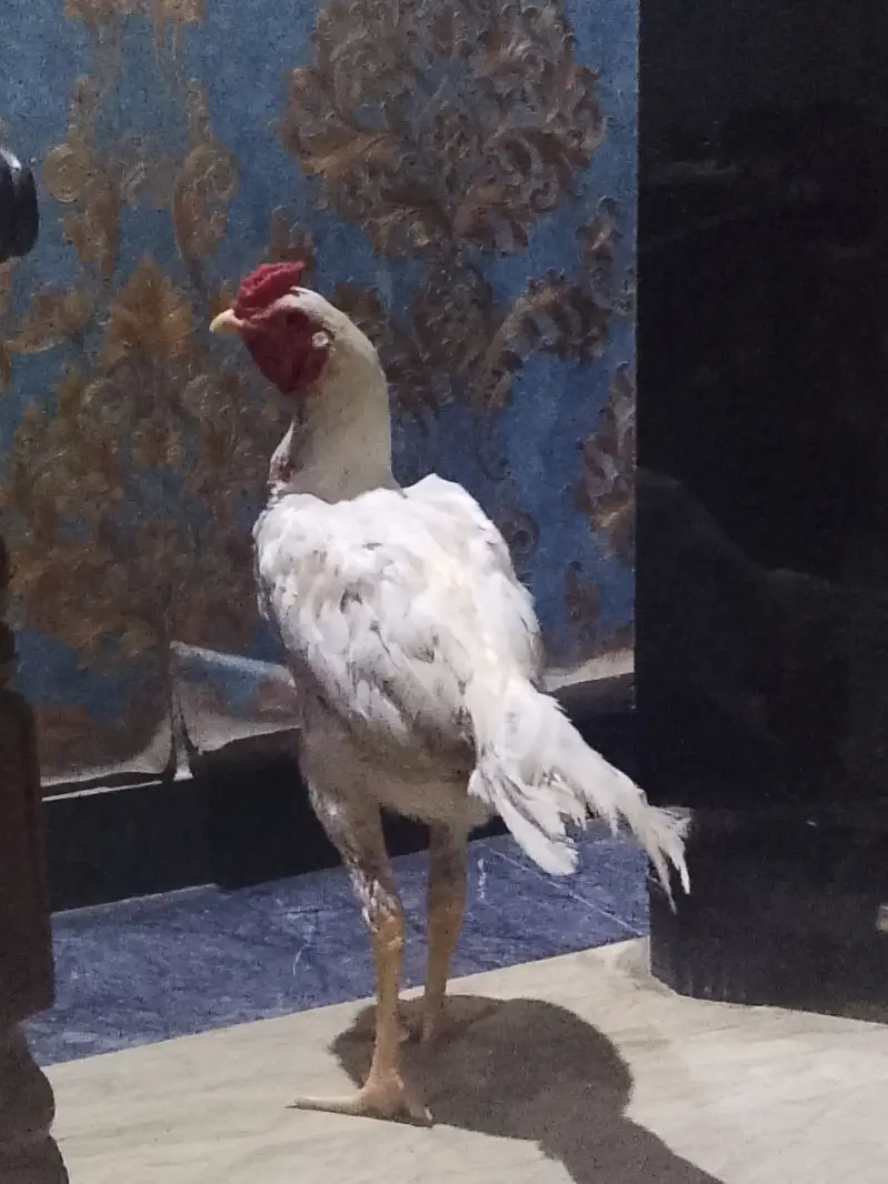 Thai Cross Heera Aseel Murgha for Sale   Thai Cross Heera Aseel murg — photo 5