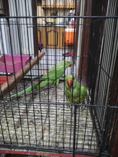 paroot for sale