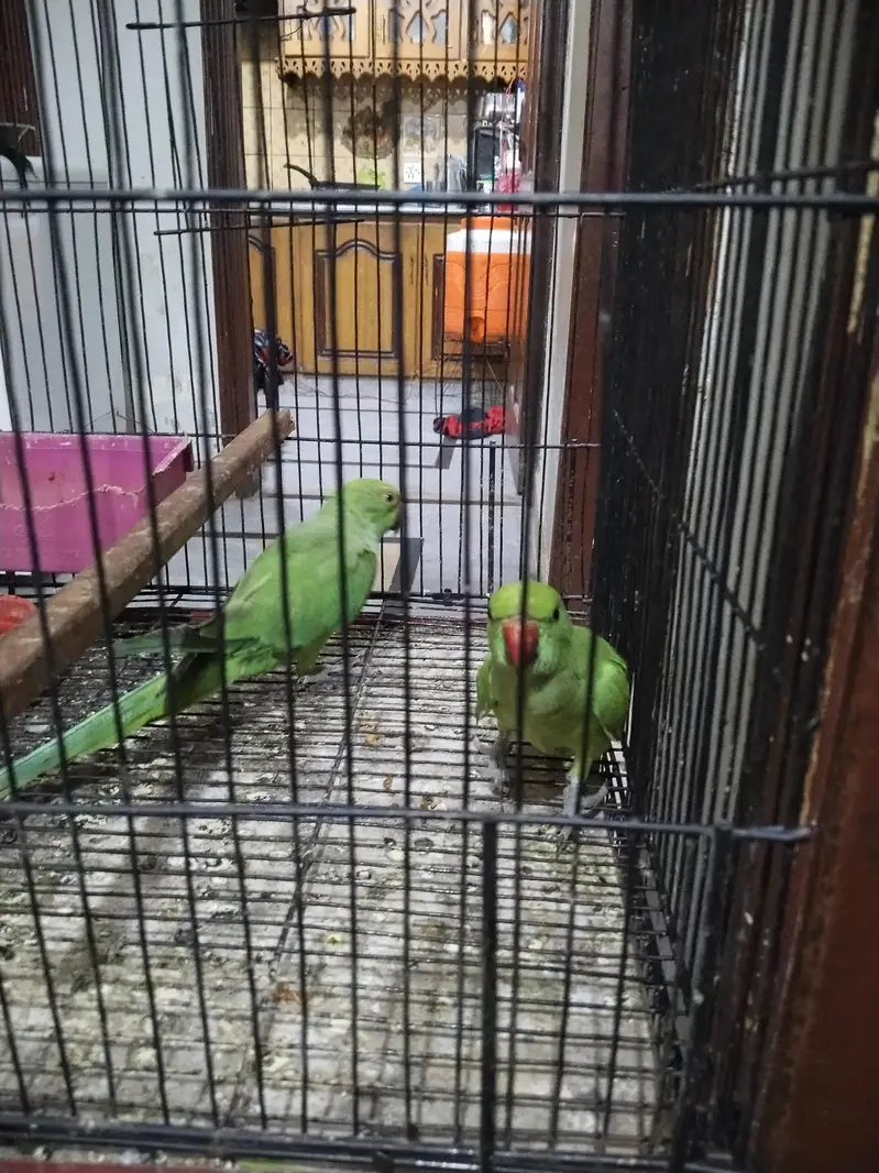 paroot for sale — photo 2