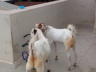 bakra bakri for sale