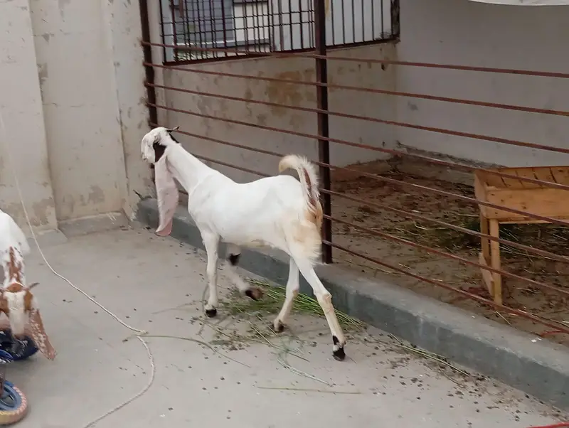 bakra bakri for sale — photo 2