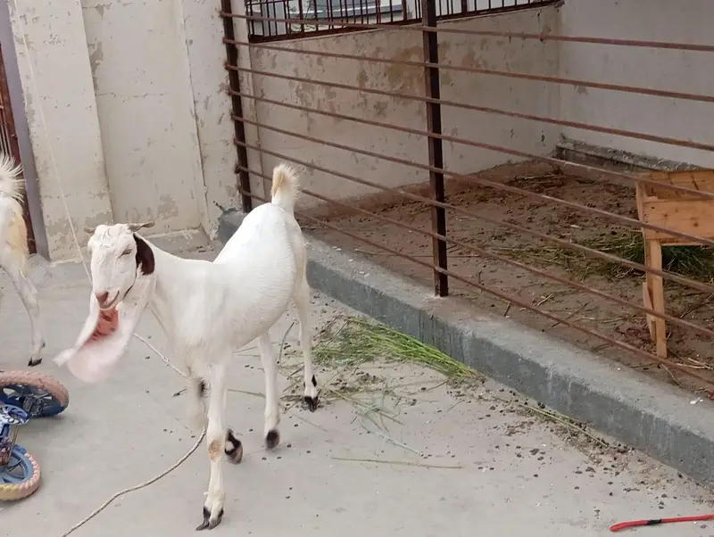 bakra bakri for sale — photo 3