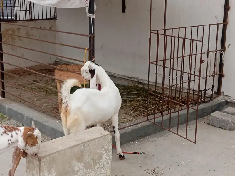 bakra bakri for sale — photo 4