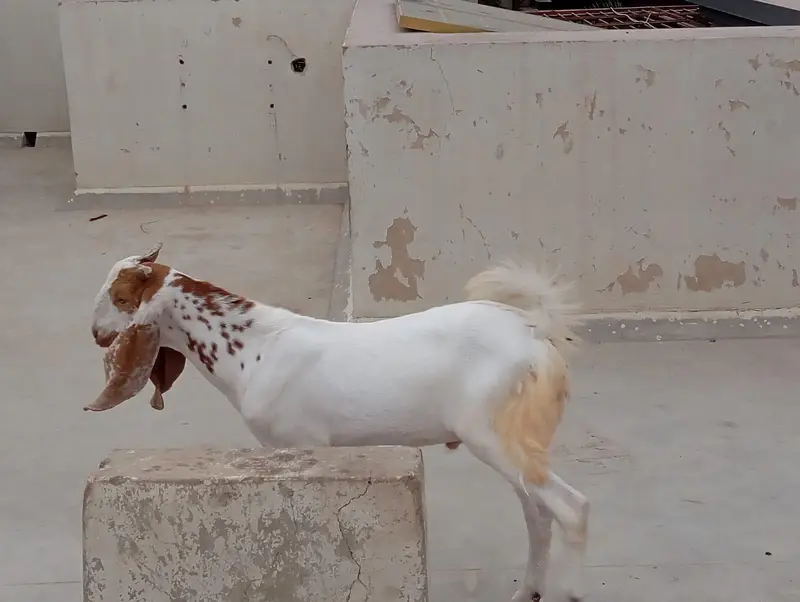 bakra bakri for sale — photo 5