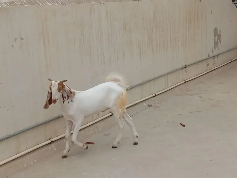 bakra bakri for sale — photo 6