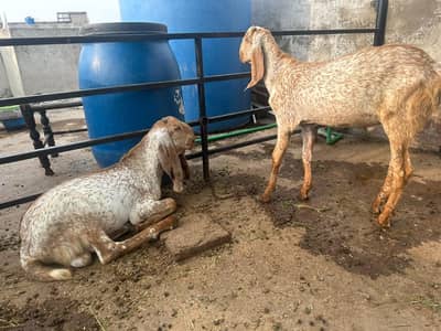 kheeray bakra/goat