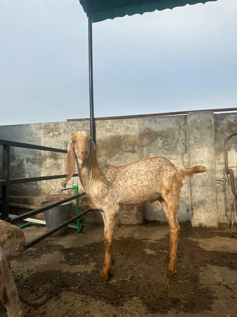 kheeray bakra/goat — photo 2