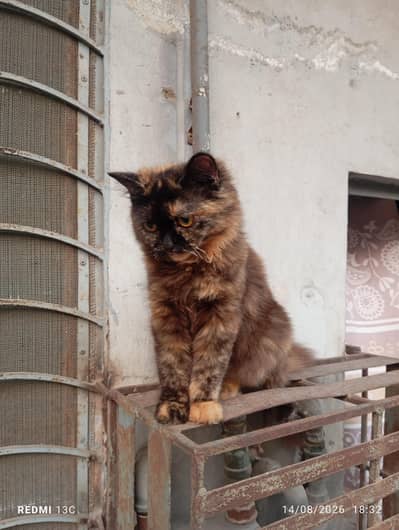 Persian cat double cotted chocolate brown