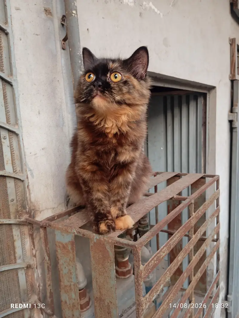 Persian cat double cotted chocolate brown — photo 2