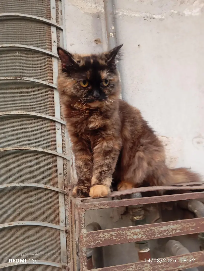 Persian cat double cotted chocolate brown — photo 3