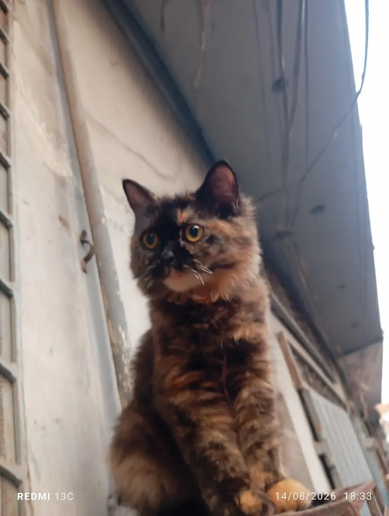 Persian cat double cotted chocolate brown — photo 4