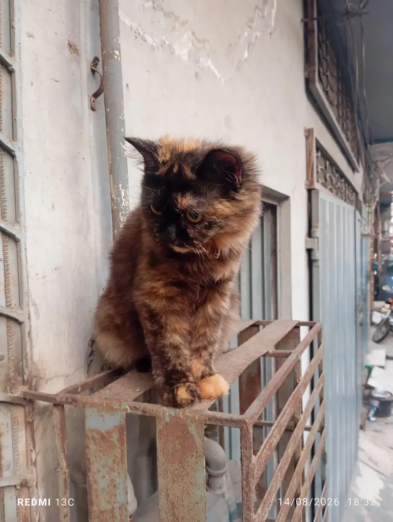 Persian cat double cotted chocolate brown — photo 5