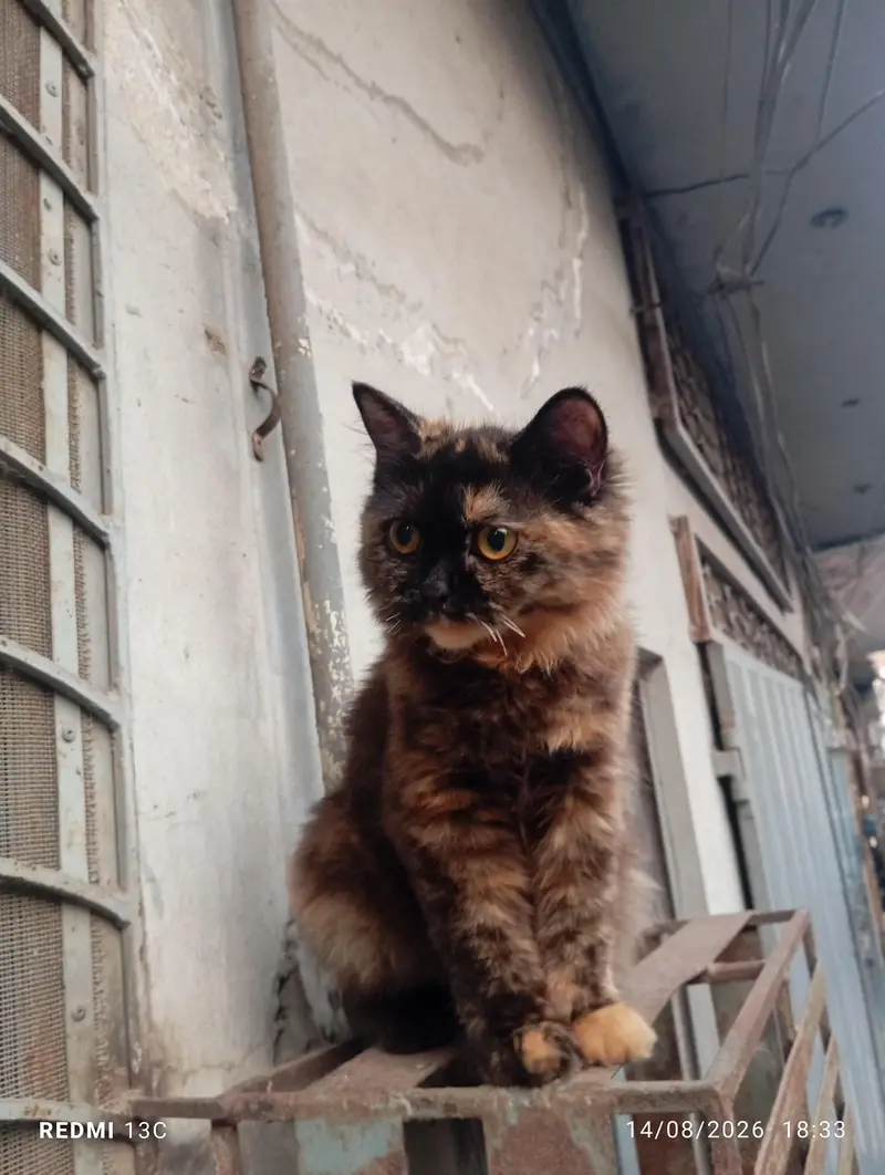Persian cat double cotted chocolate brown — photo 6