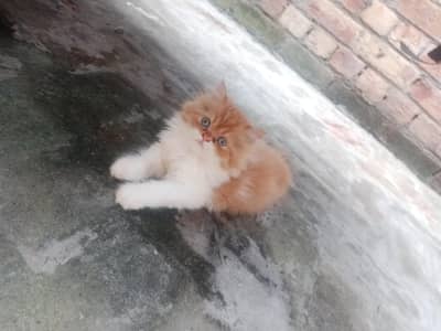 bicolor Persian male kitten for sale