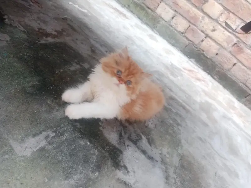bicolor Persian male kitten for sale — photo 2