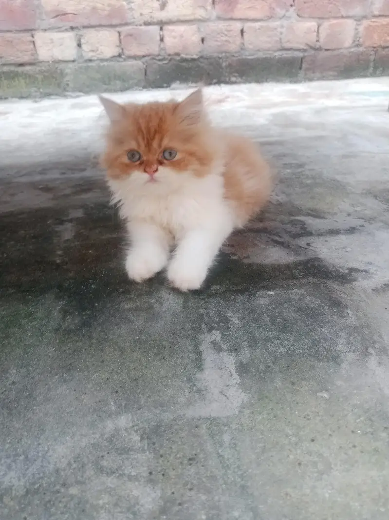 bicolor Persian male kitten for sale — photo 3