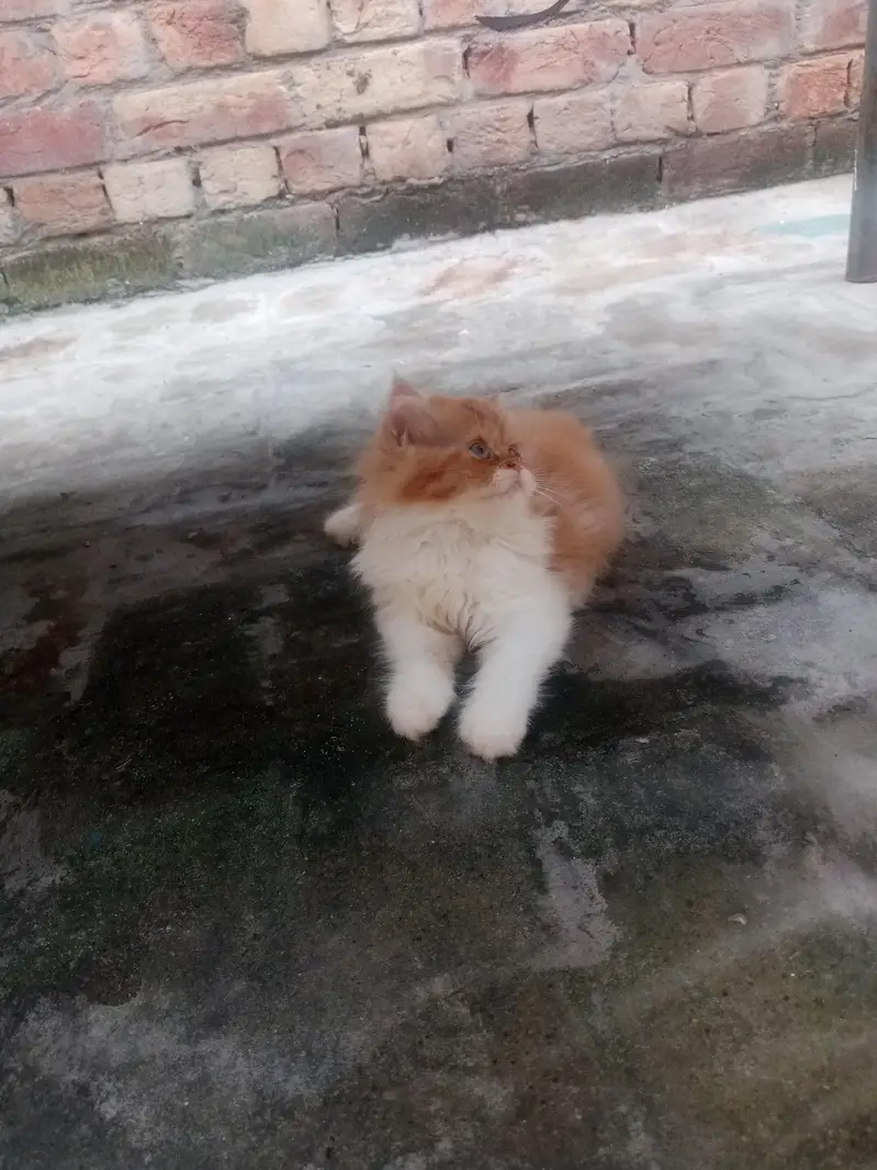bicolor Persian male kitten for sale — photo 4