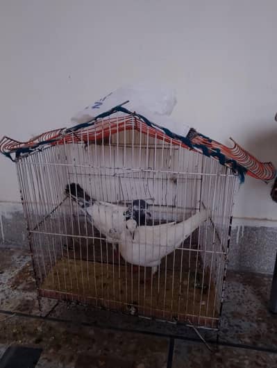 pigeon pair sale