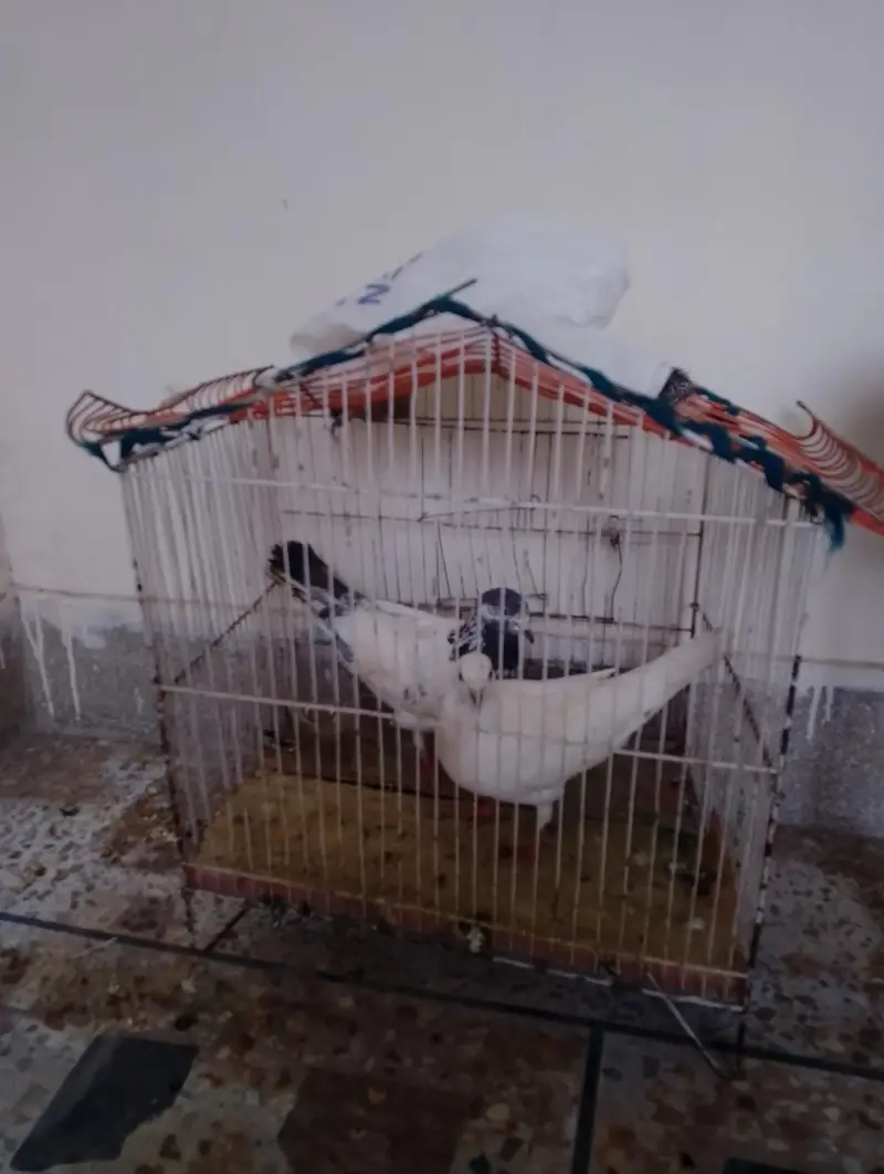 pigeon pair sale — photo 2