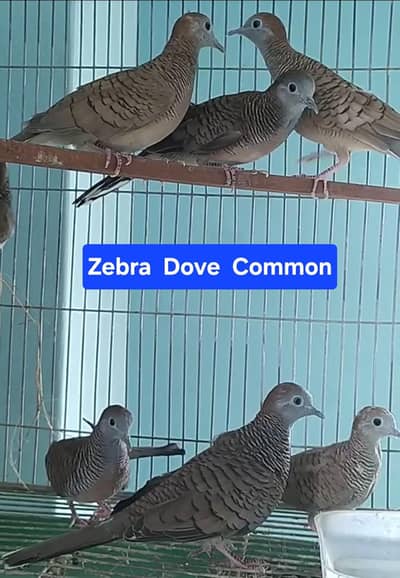 Doves /Doves For Sale /Zebra Dove /Qumri /Fakhta /All kind of Doves